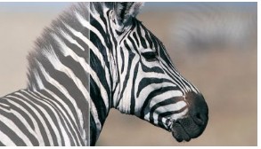 SmartContrast — bogactwo szczegółów czerni