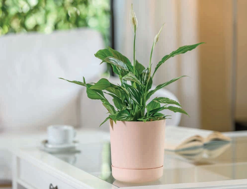 Nowoczesny design i uniwersalność zastosowania