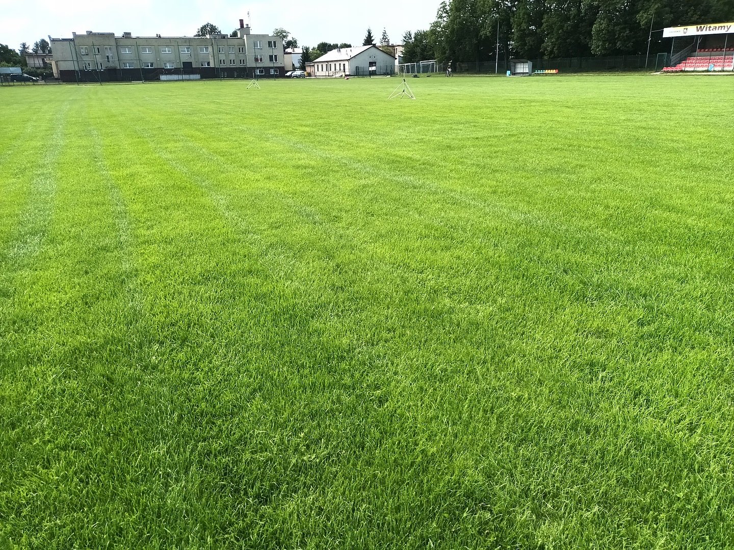 Trawa na tereny suche – zalety i cechy charakterystyczne