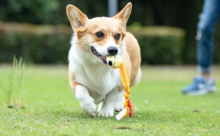 Interaktywna Zabawka dla Szczeniąt – Stymulacja i Aktywność