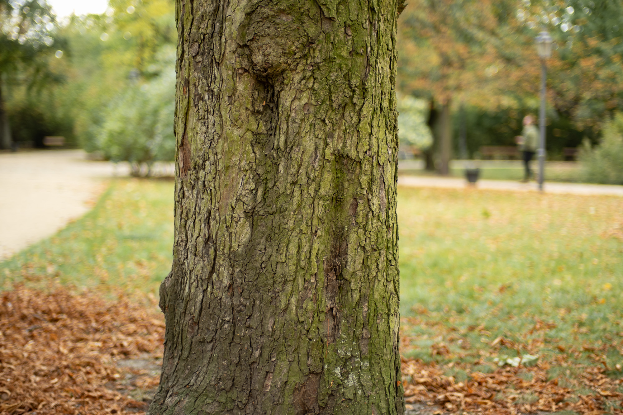 Obiektyw Voigtlander Nokton 50 mm f/1,2 do Fujifilm X