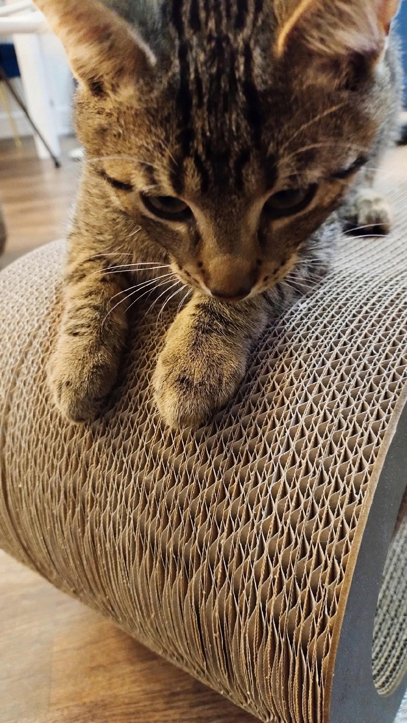 Stabilność i obciążenie – Wytrzymałość do 100 kg