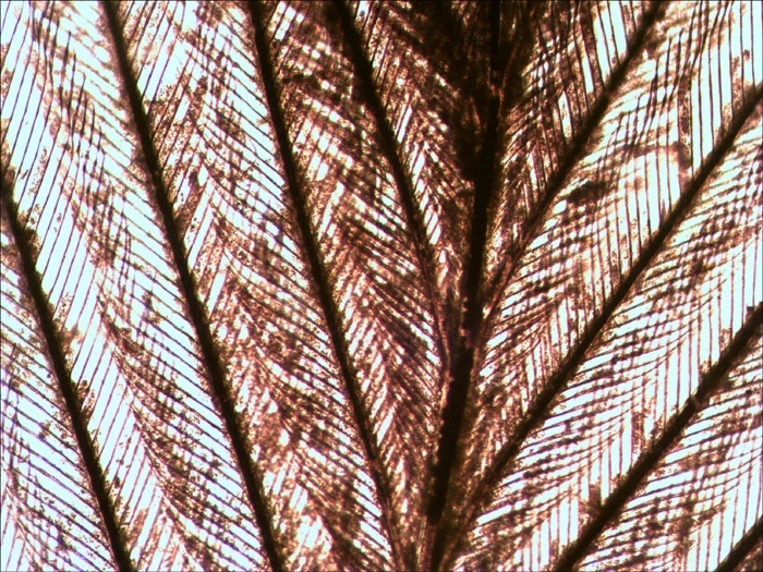 Zastosowanie metody fluorescencyjnej w badaniach
