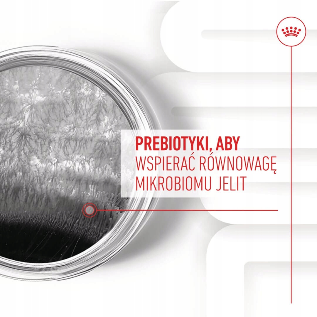 Prebiotyki i postbiotyki w diecie psa