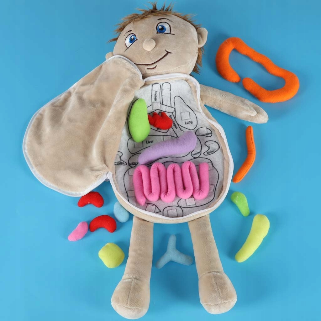 Wnętrze lalki – Zawartość i elementy anatomiczne