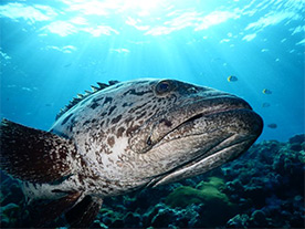 Obiektyw NIKKOR z 5-krotnym zoomem optycznym