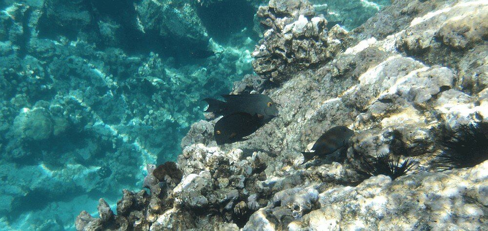 фото Бездзеркальний фотоапарат Kodak WPZ2 Blue