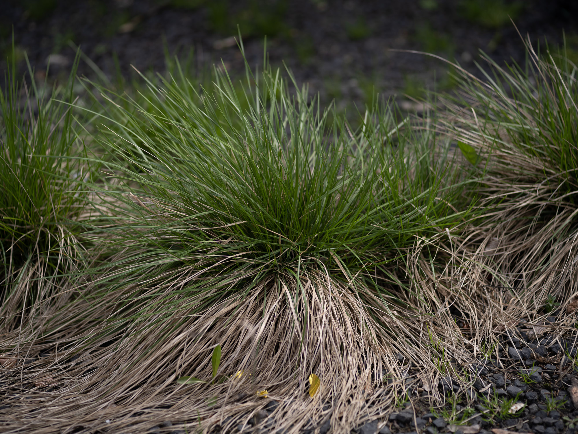 Obiektyw Voigtlander Ultron 75 mm f/1,9 do Leica M - SC