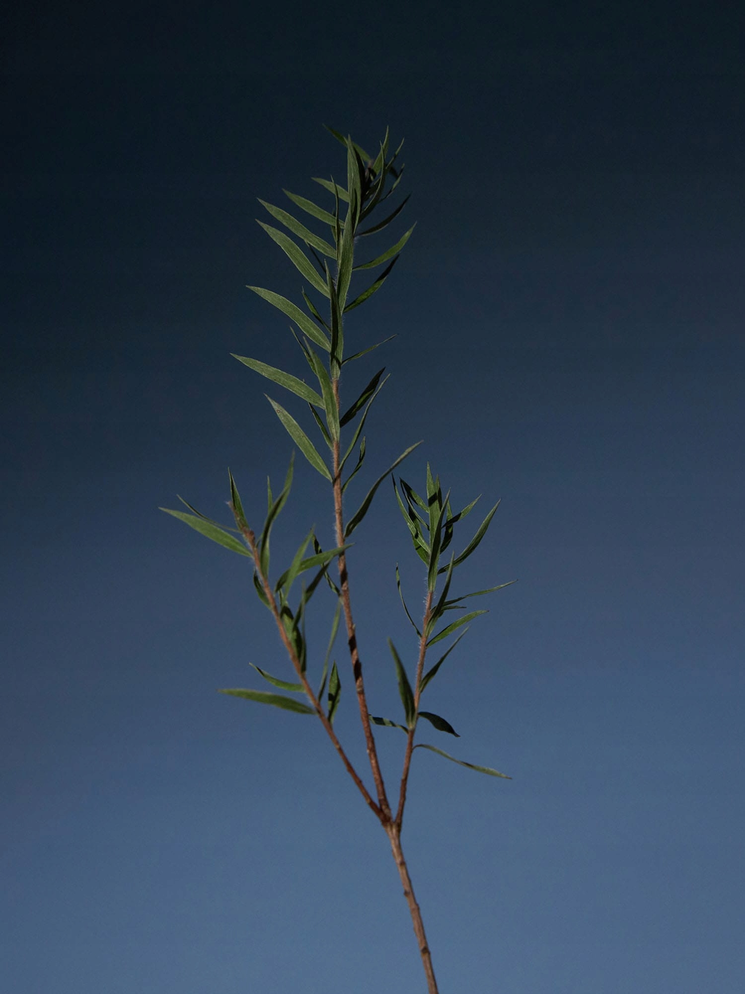 Idealny dla wszystkich rodzajów włosów