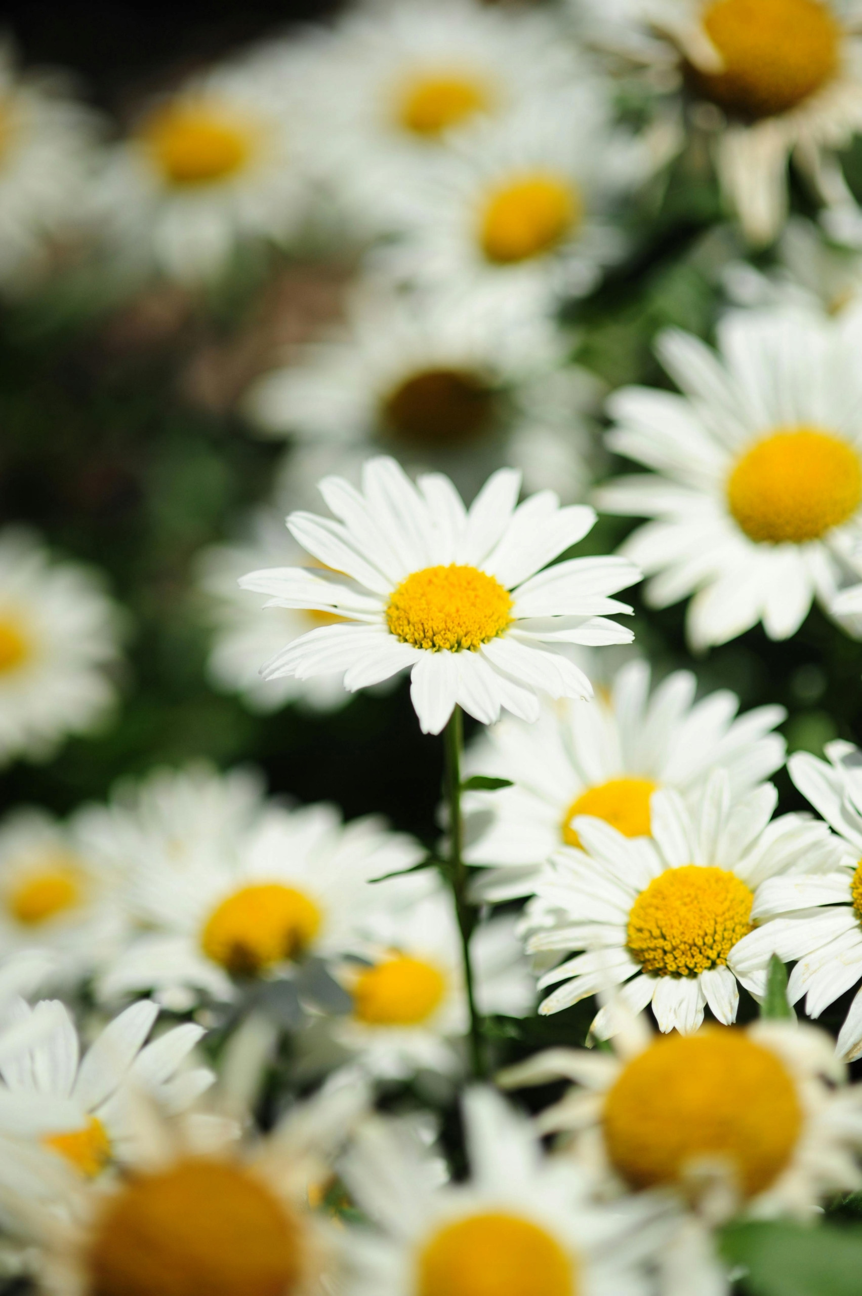 Delikatne składniki aktywne – Rumiankowy i miętowy duet dla zdrowia zębów