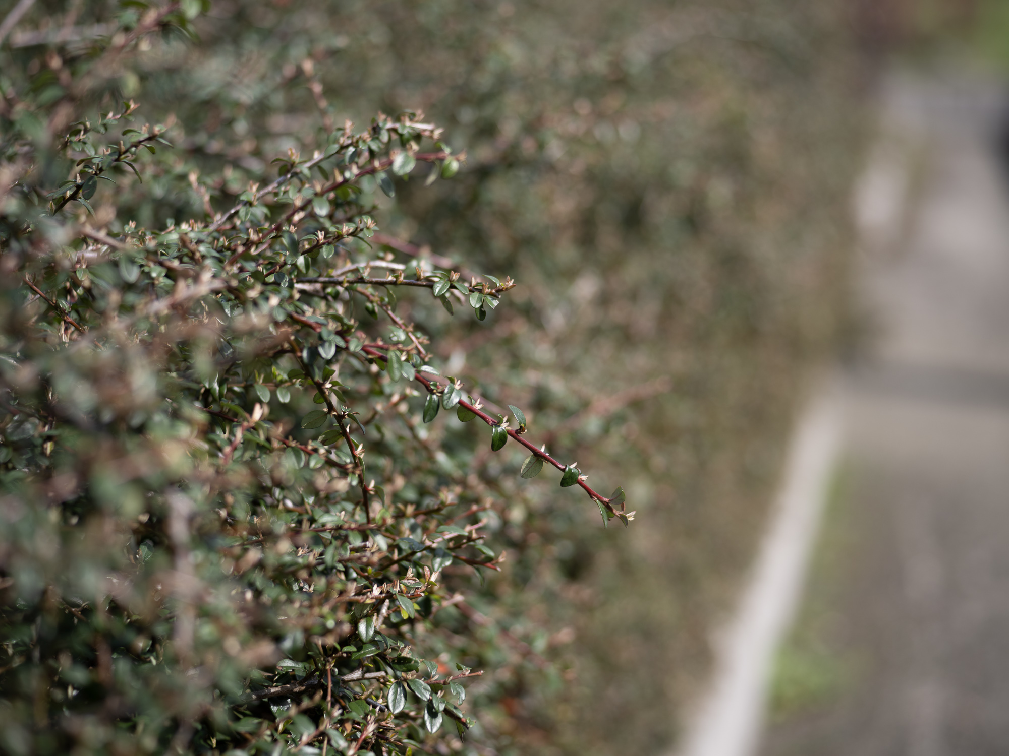 Obiektyw Voigtlander Ultron 75 mm f/1,9 do Leica M - SC