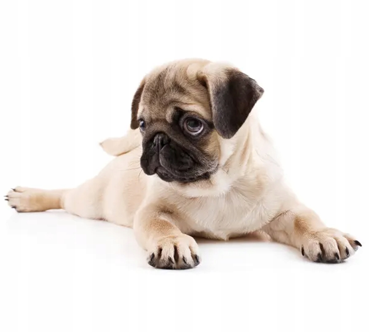 Wysokiej jakości składniki dla wrażliwych psów