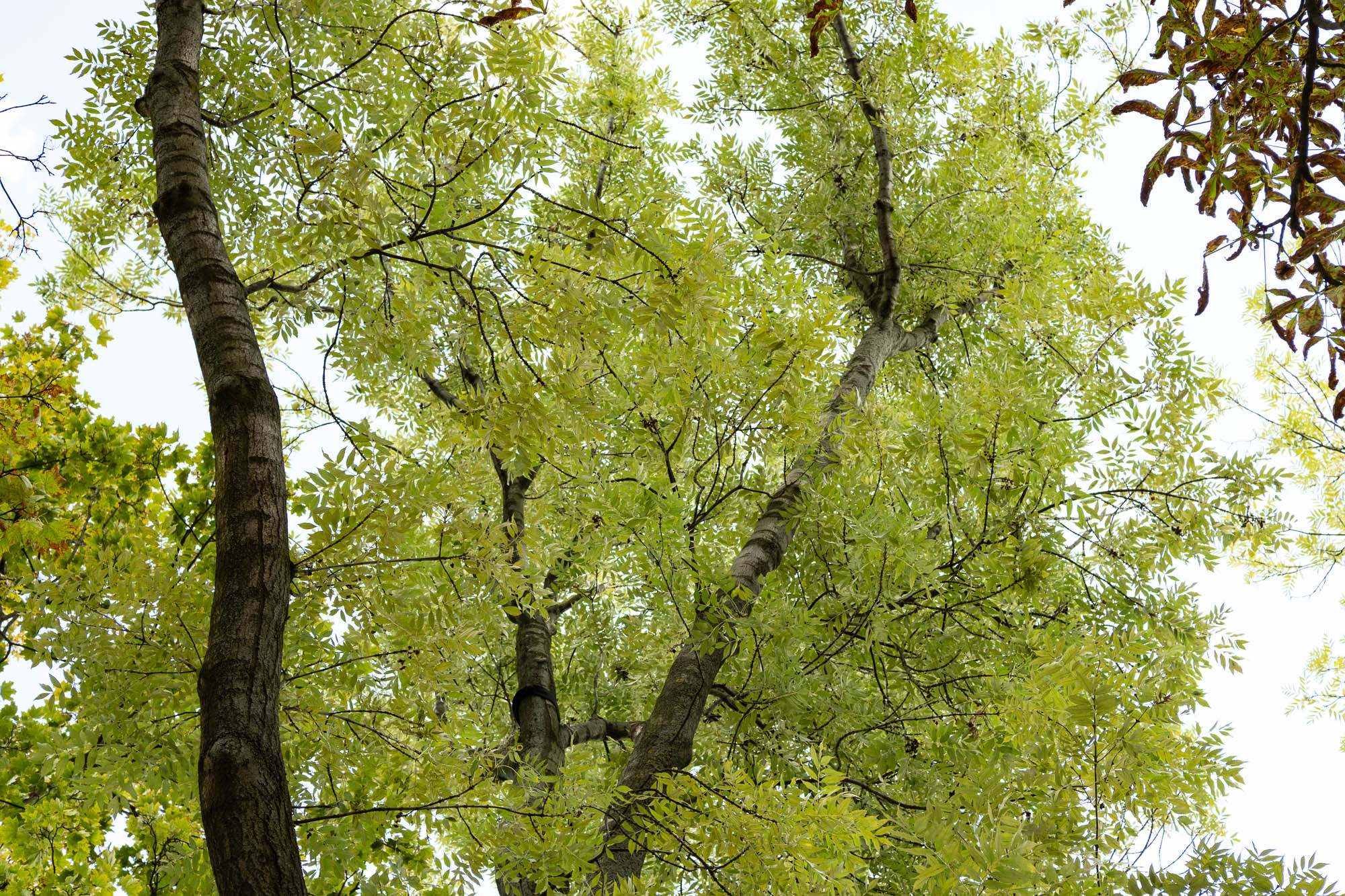 Obiektyw Voigtlander Nokton 50 mm f/1,2 do Fujifilm X