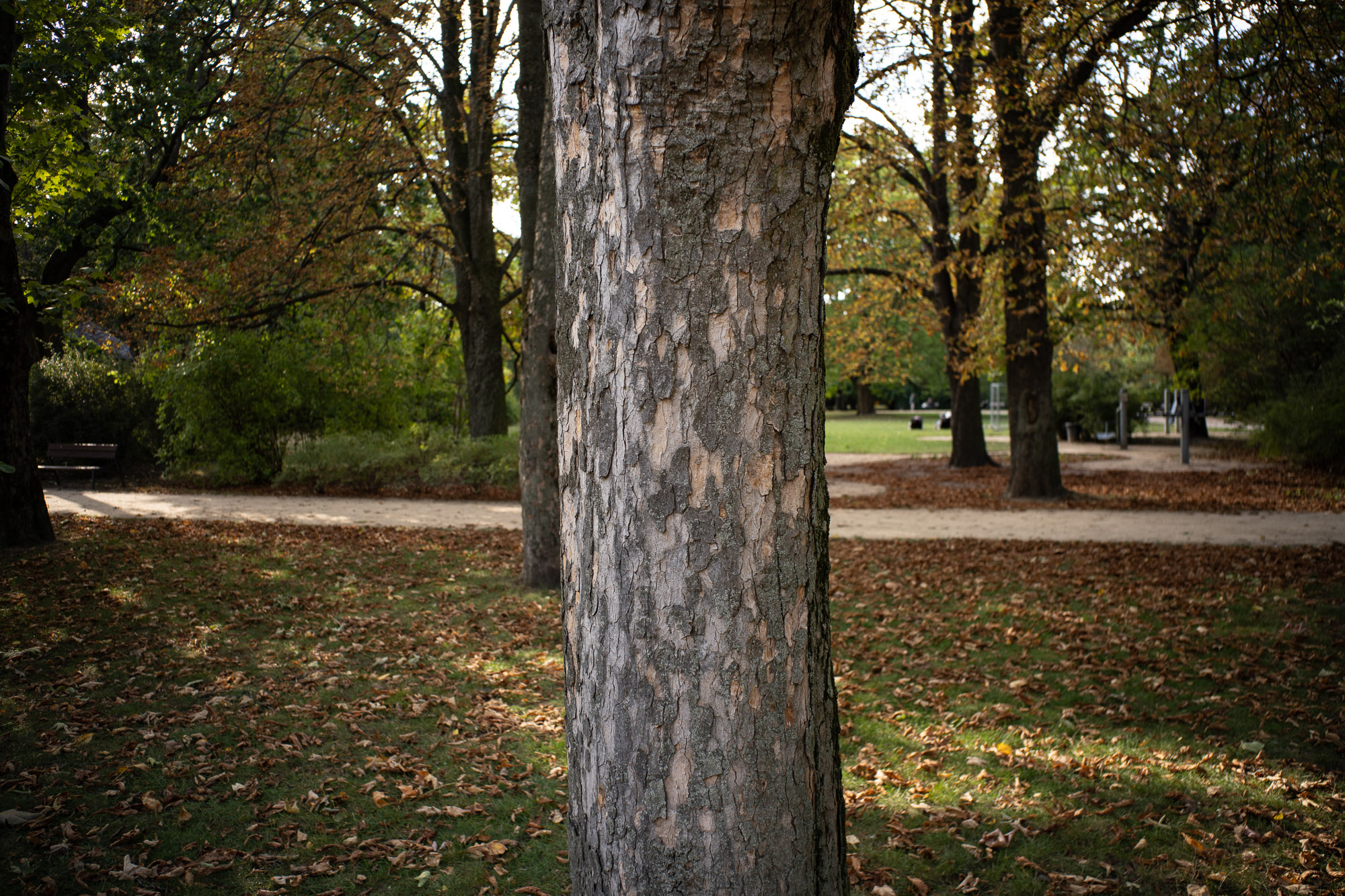 Obiektyw Voigtlander Color Skopar I 28 mm f/2,8 do Leica M - srebrny