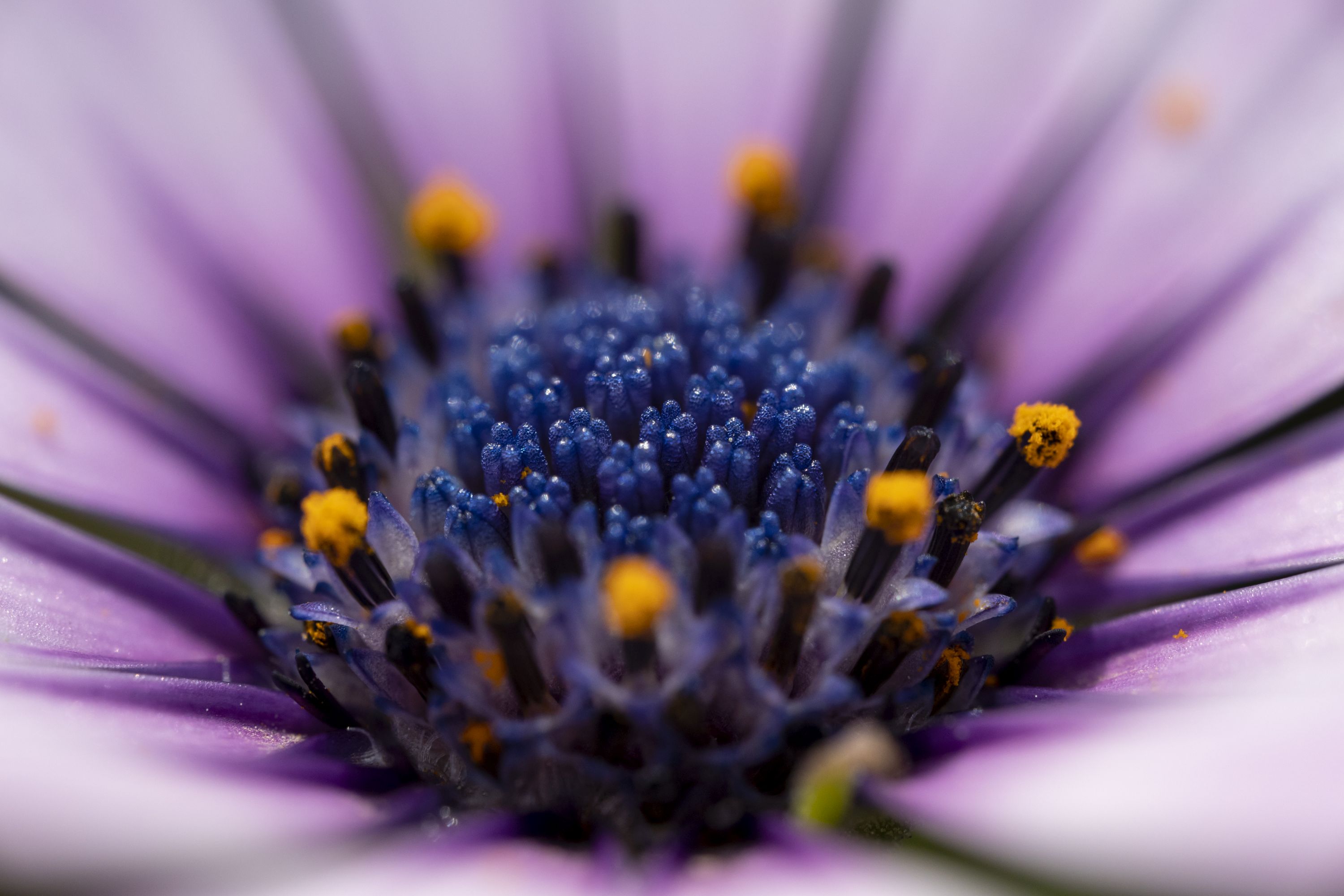 Obiektyw Venus Optics Laowa 90 mm f_2.8 Ultra Macro APO do Nikon Z