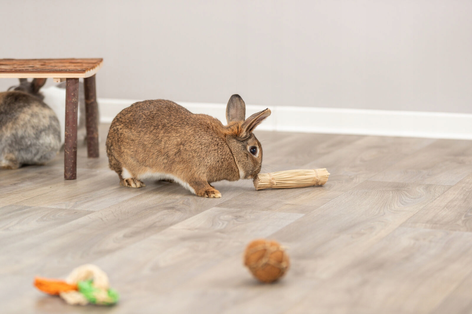 Stymulacja i rozrywka dla gryzoni