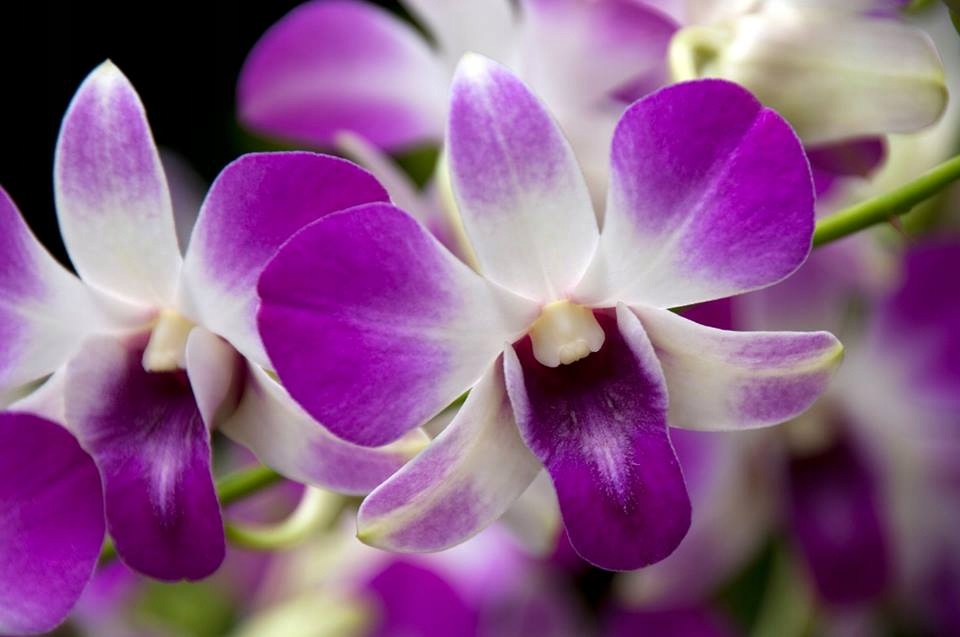 Łatwe dawkowanie i bogactwo składników odżywczych