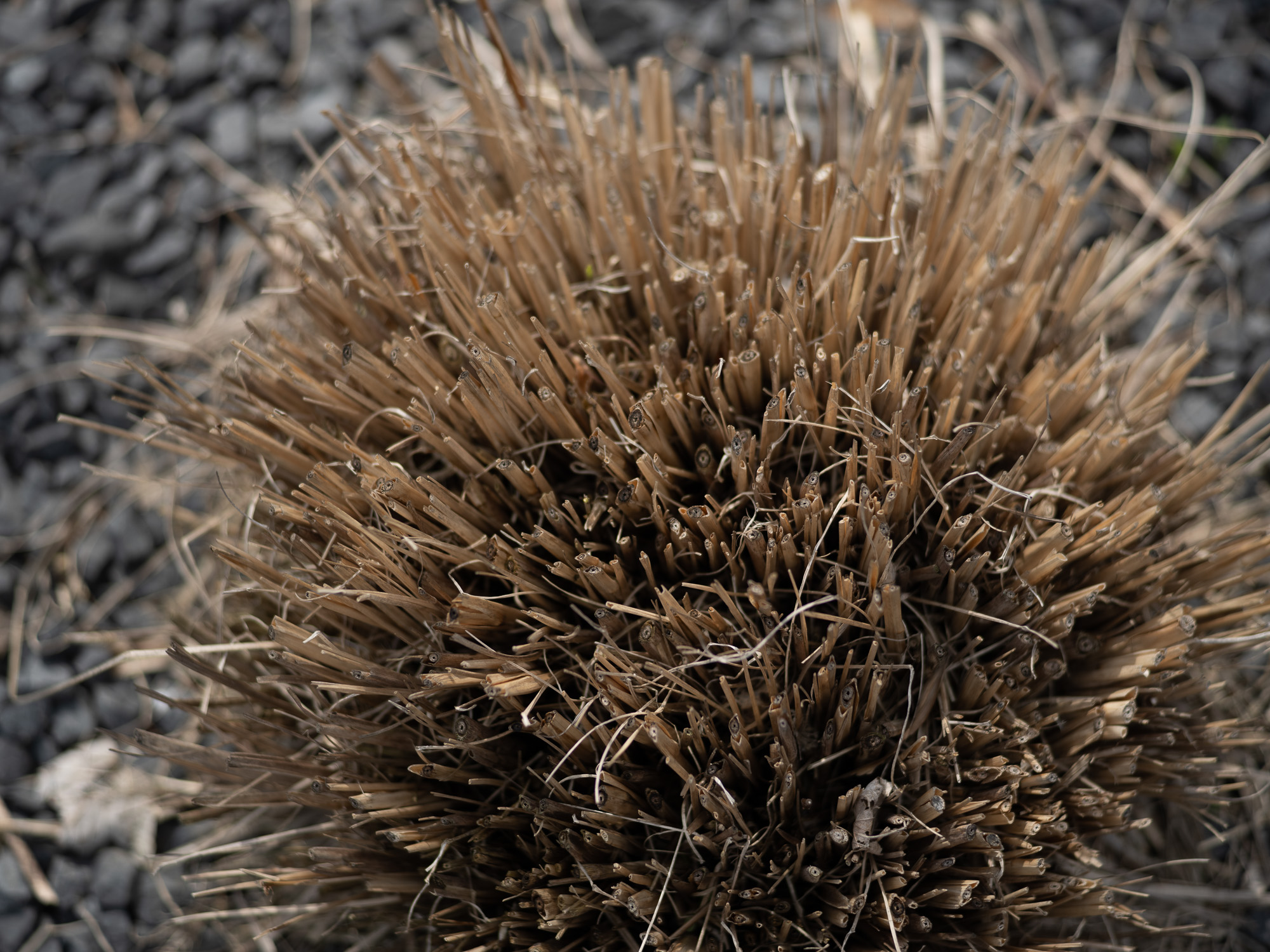 Obiektyw Voigtlander Ultron 75 mm f/1,9 do Leica M - SC