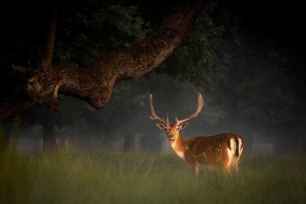 Efekt bokeh dzięki 9-listkowej przysłonie