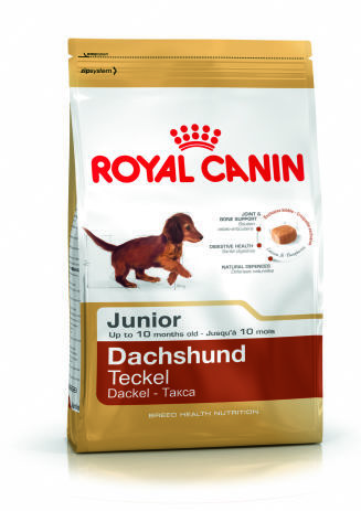 Dachshund Junior