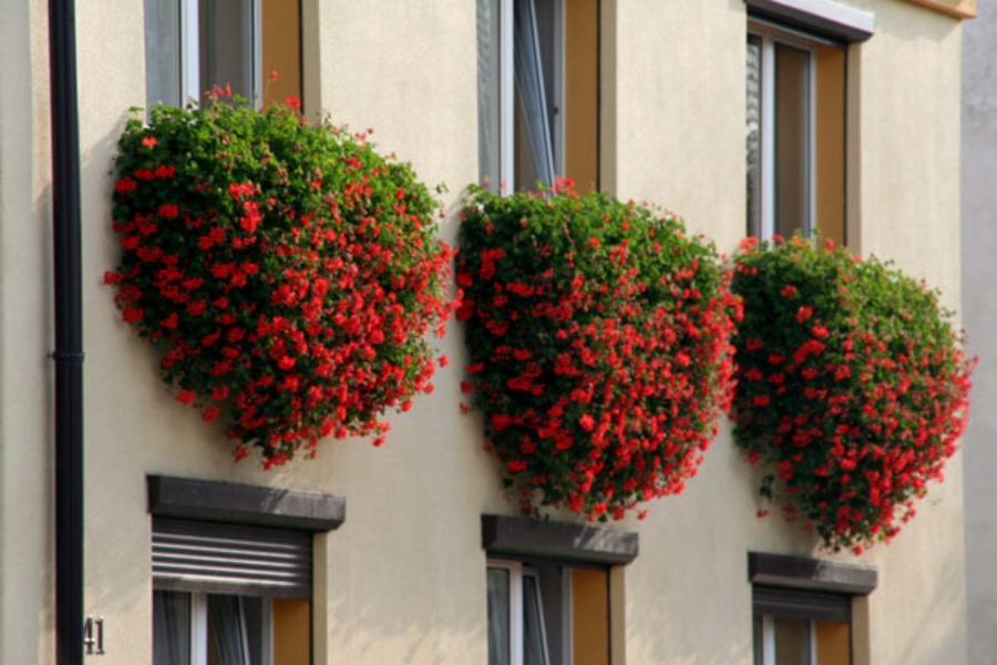 Pelargonia F2 mieszanka – Kolorowa ozdoba Twojego ogrodu