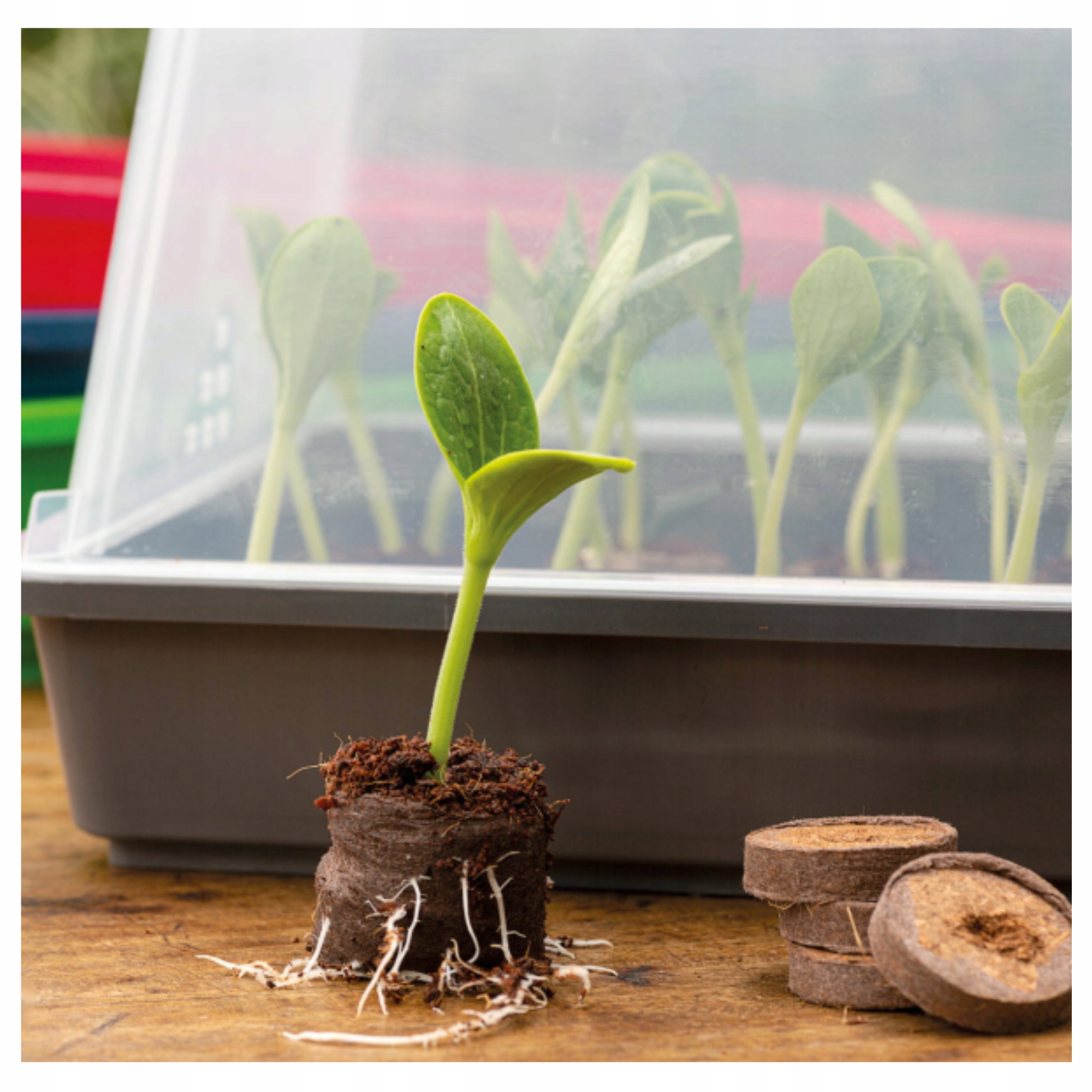 Zestaw składający się z podstawki i pokrywy