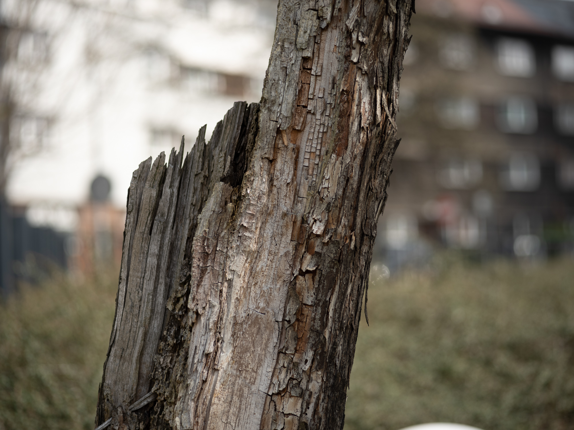 Obiektyw Voigtlander Ultron 75 mm f/1,9 do Leica M - SC