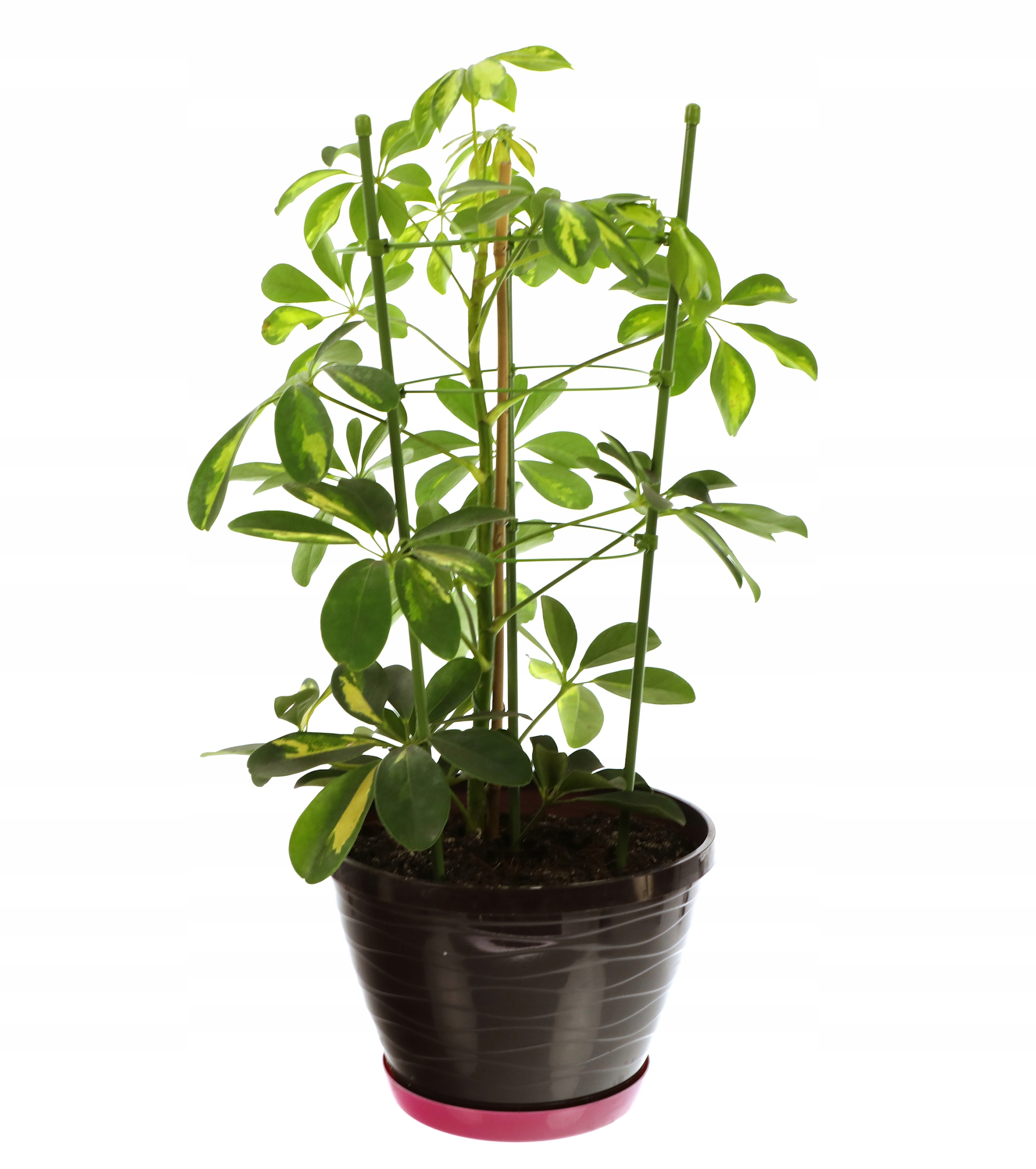 Zielony kolor – Dyskretne wsparcie dla roślin doniczkowych i rabat