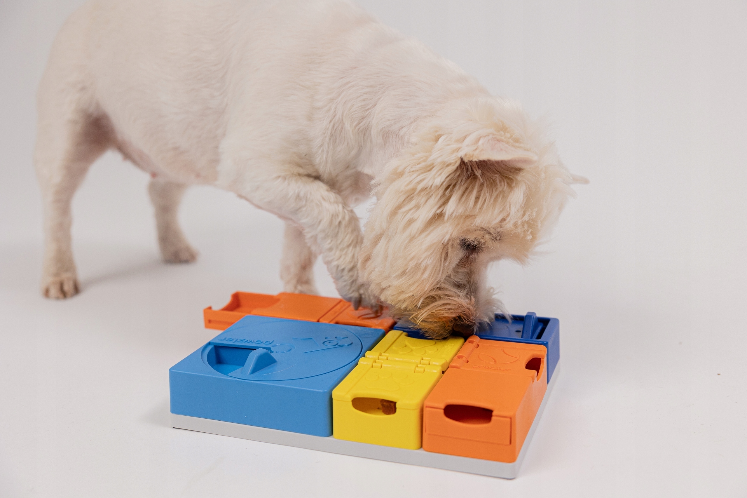 Stymulacja umysłowa i aktywność fizyczna psa