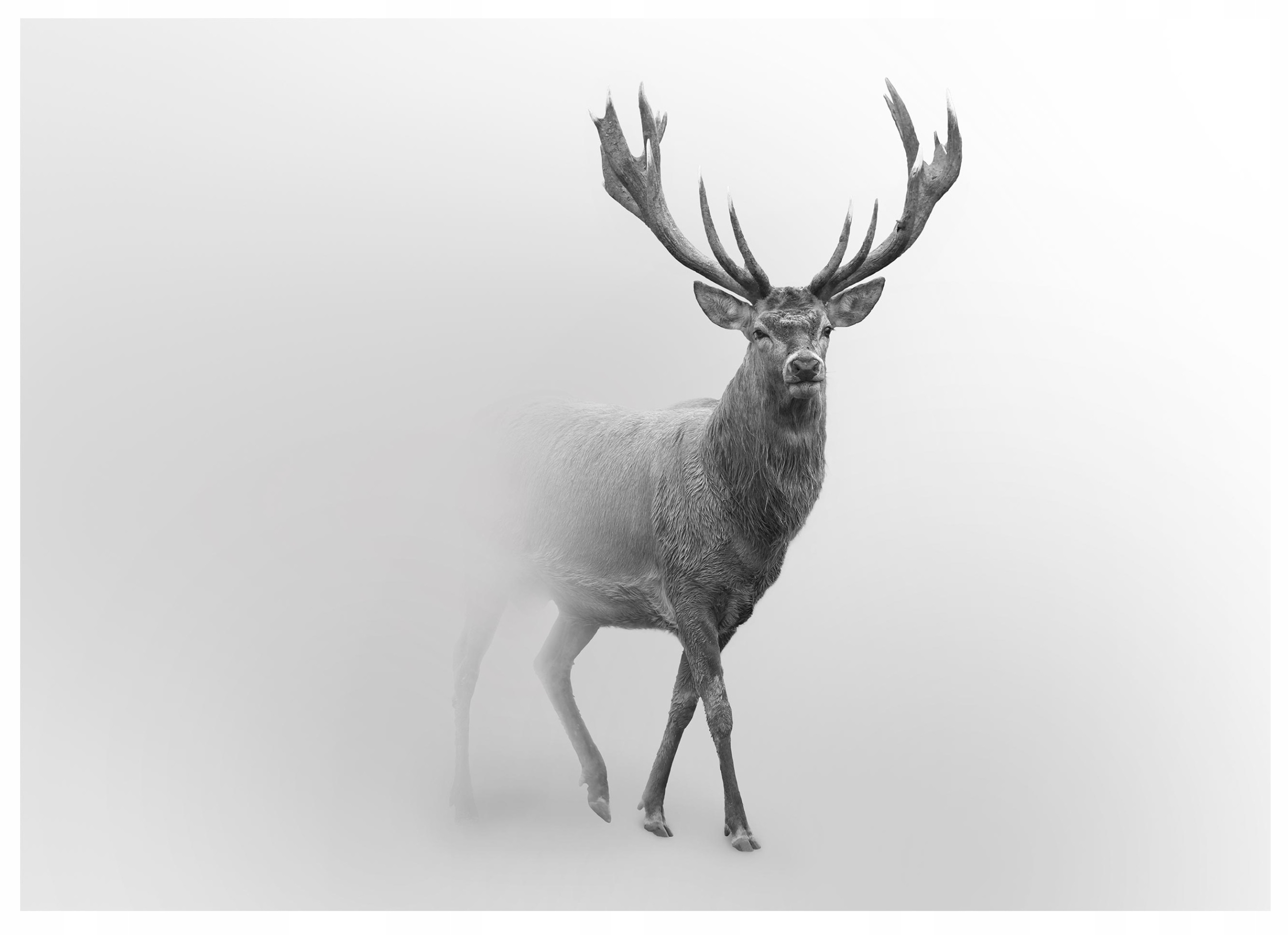 Fototapeta Jeleń Zwierzęta Mgła do Sypialni Salonu – Nowoczesna dekoracja ścienna