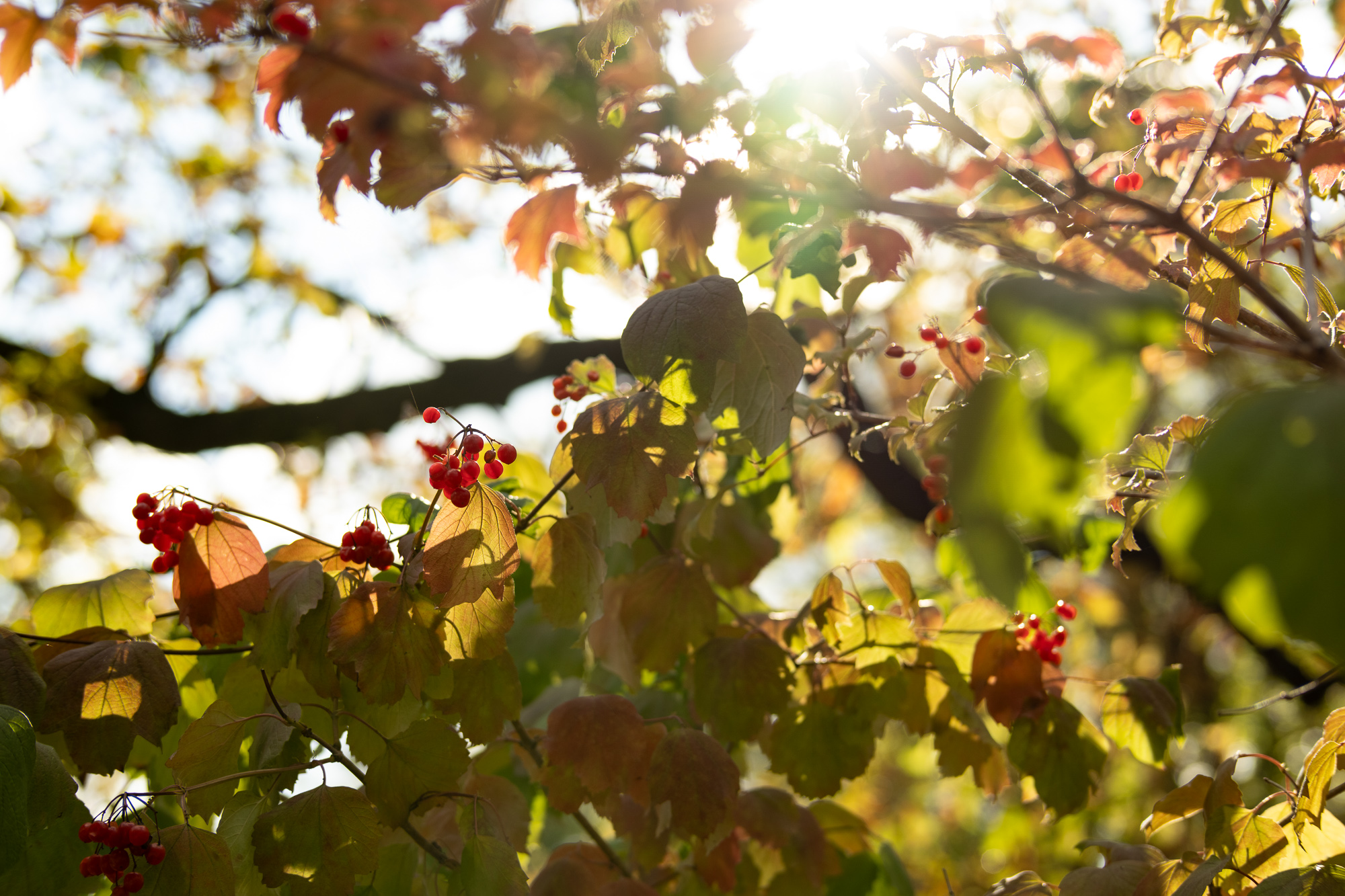 Obiektyw Voigtlander Nokton 50 mm f/1,2 do Fujifilm X