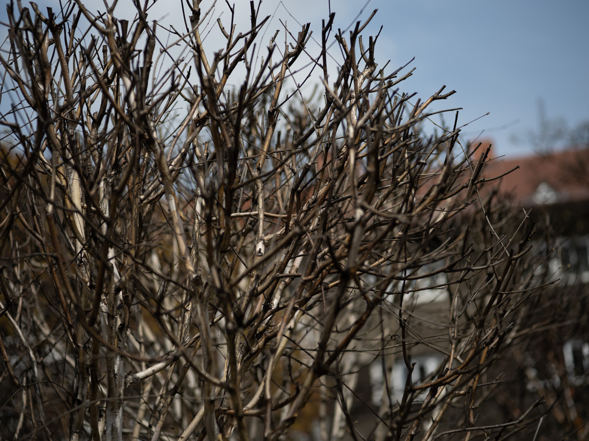 Obiektyw Voigtlander Ultron 75 mm f/1,9 do Leica M - SC