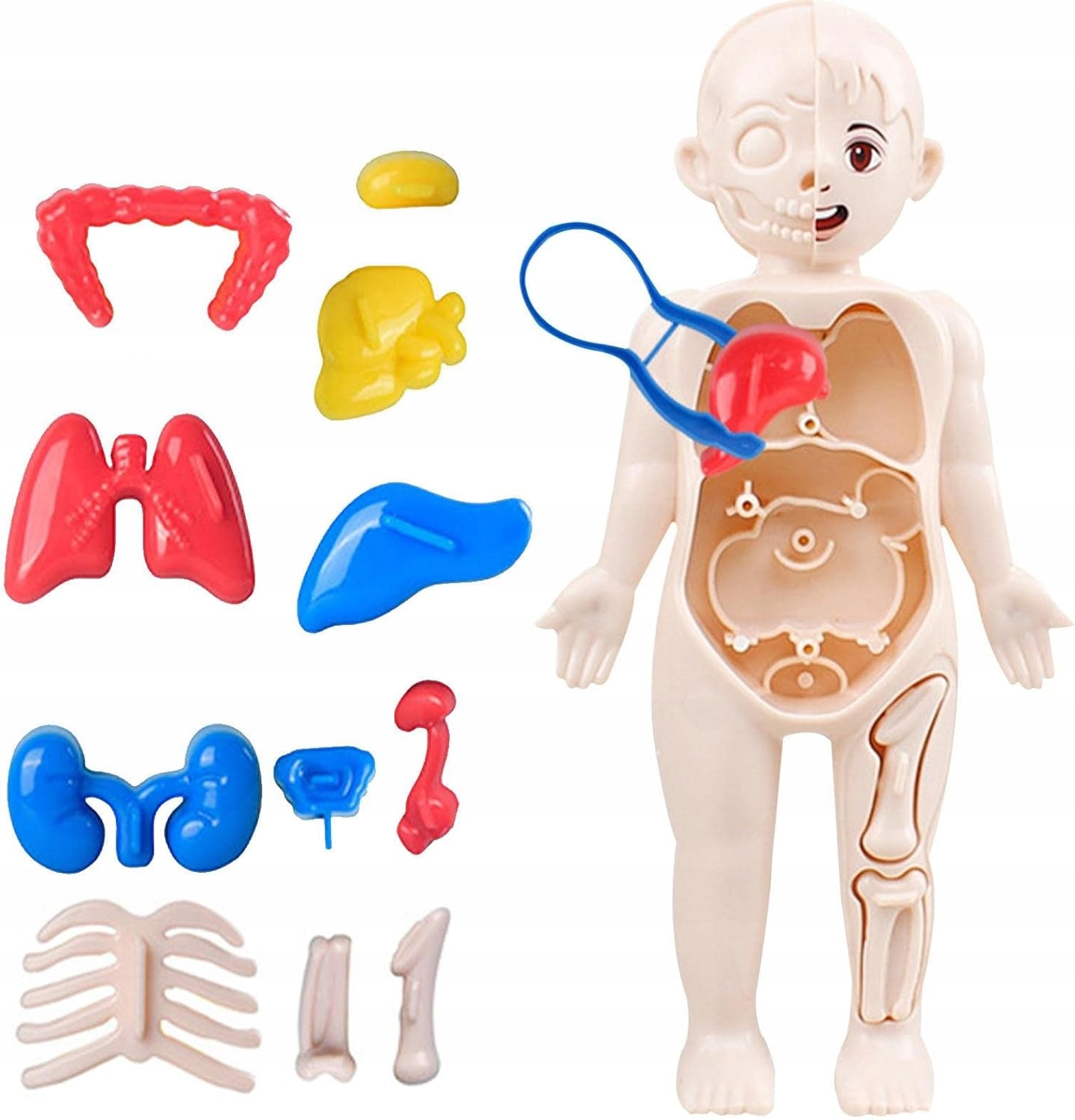 Anatomia Dla Dzieci – Puzzle Do Układania I Nauki Ludzkich Narządów