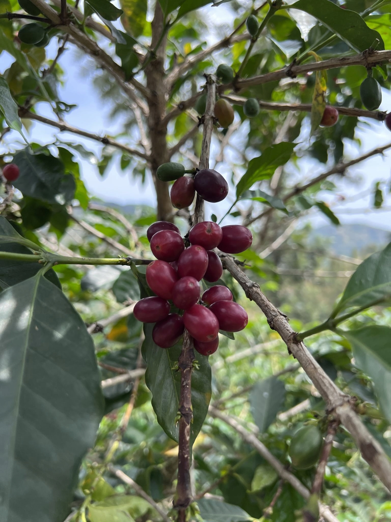 Kawa 100% Arabika Red Bourbon z regionu Gituntu