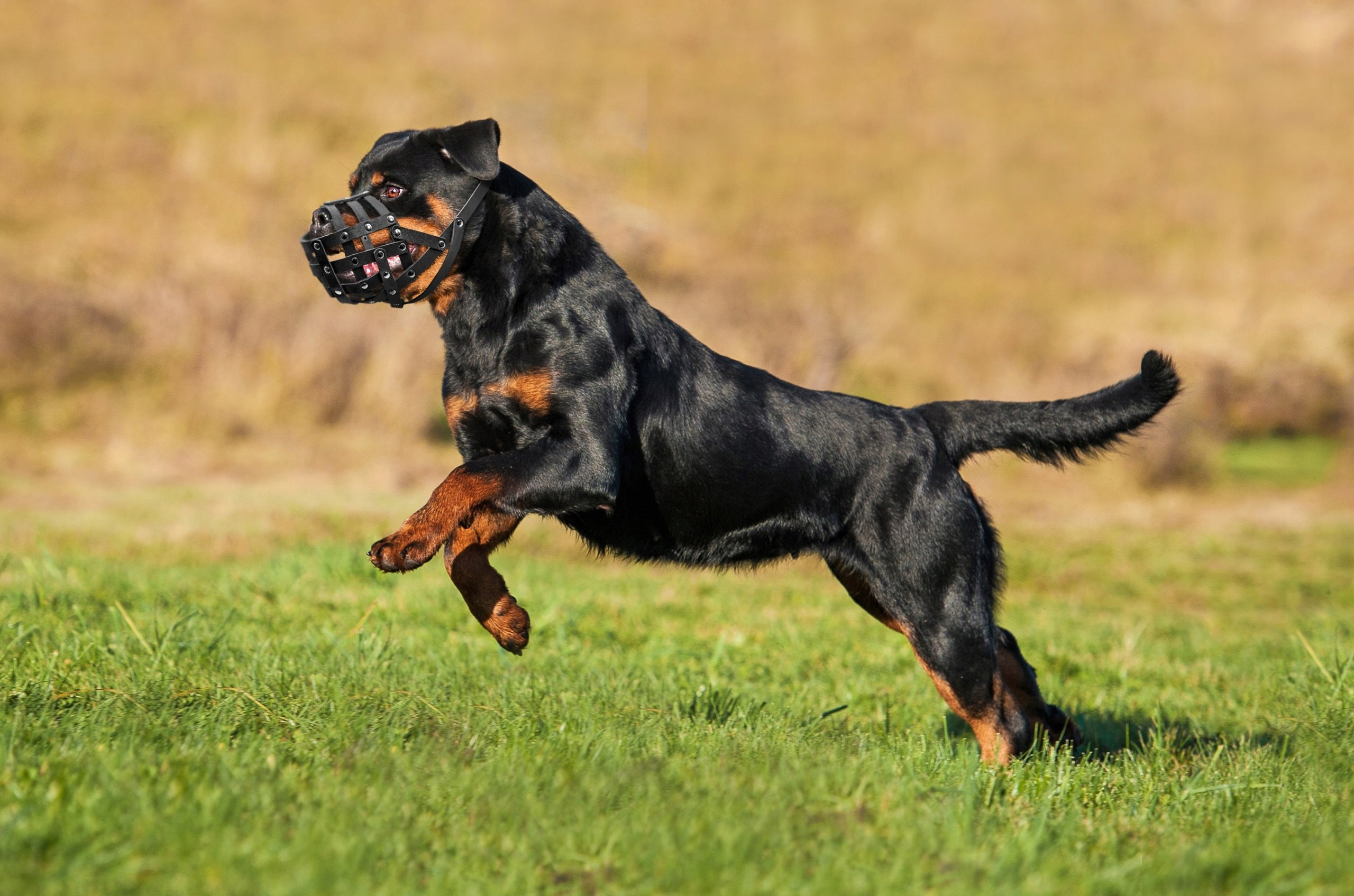 Funkcjonalność i kontrola – Ograniczenie niepożądanych zachowań
