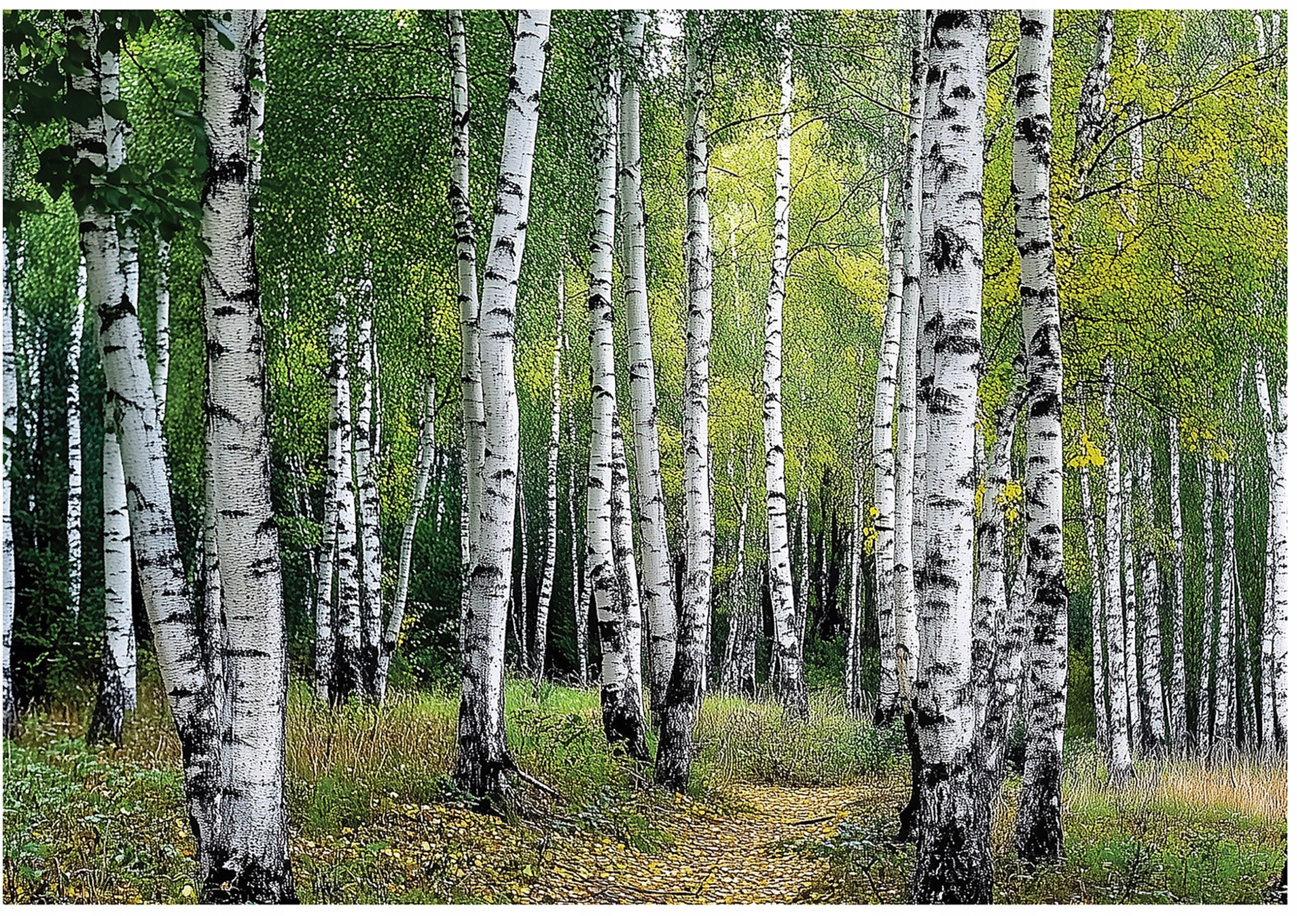 Fototapeta 3D Las Brzozowy Drzewa – Stwórz wyjątkową atmosferę w swoim wnętrzu