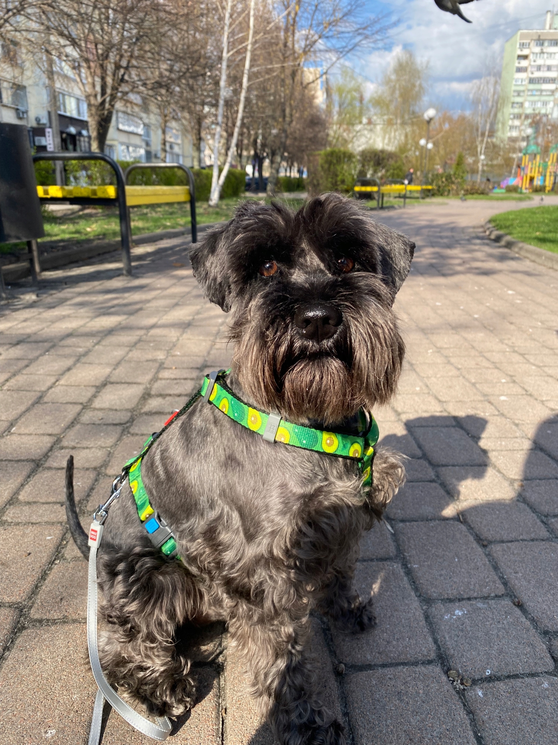 Modny wzór awokado – Stylowy wygląd na spacerach