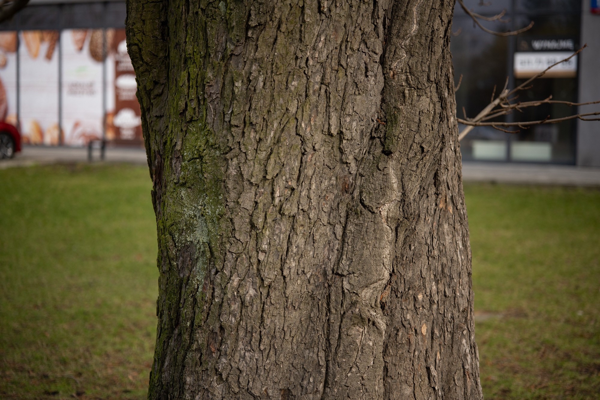 Obiektyw Voigtlander Macro APO Lanthar 65 mm f/2,0 do Nikon Z