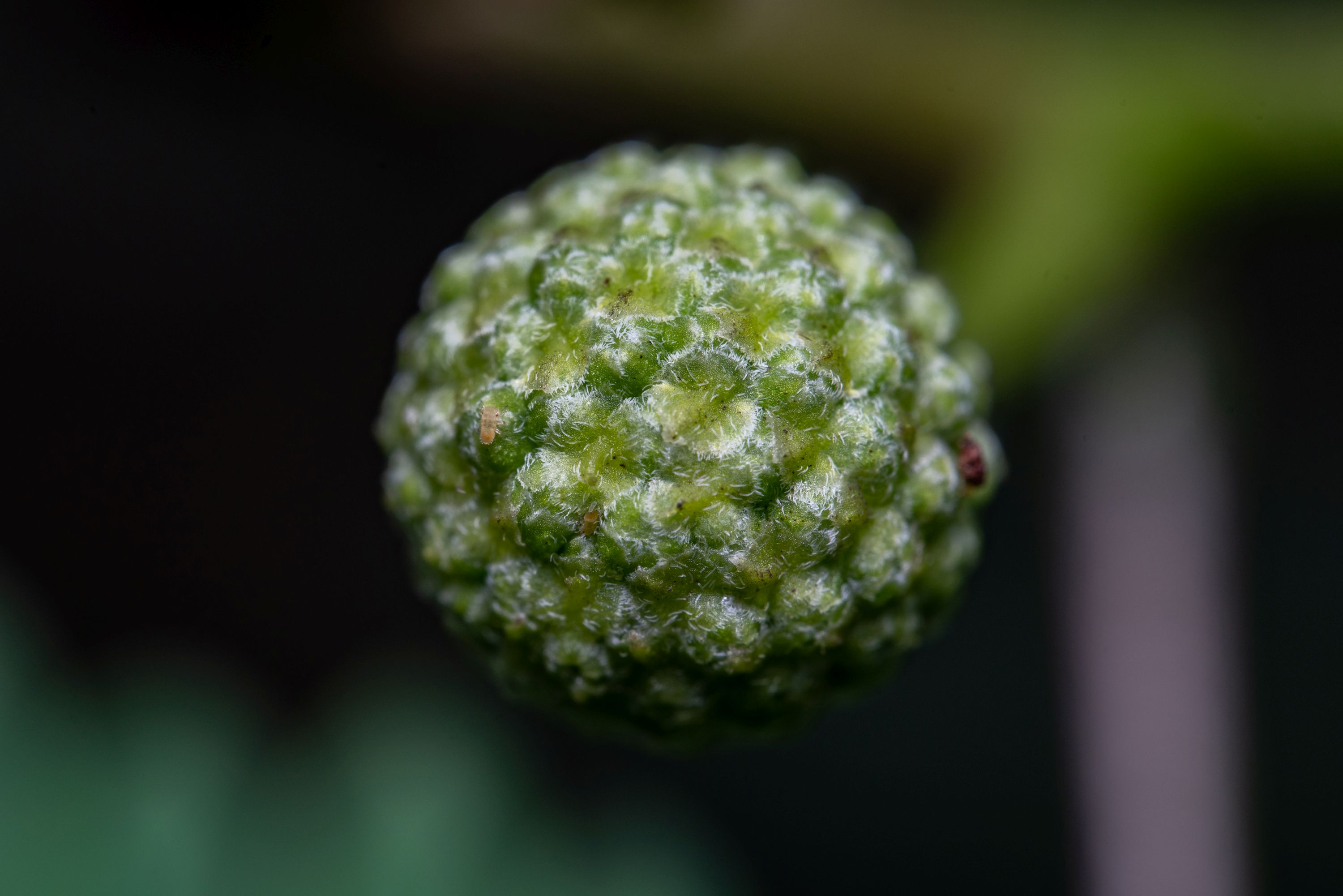 Obiektyw Venus Optics Laowa 90 mm f_2,8 Ultra Macro APO do Leica L