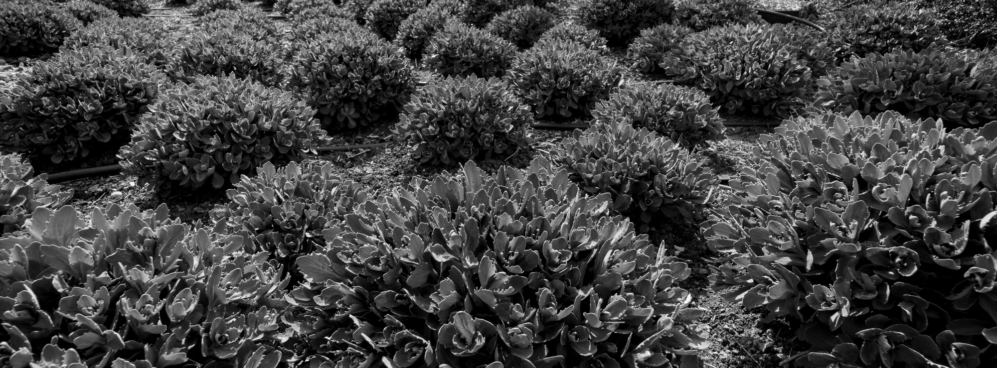 Obiektyw Voigtlander Color Skopar II Vintage Line 21 mm f/3,5 do Leica M - srebrny