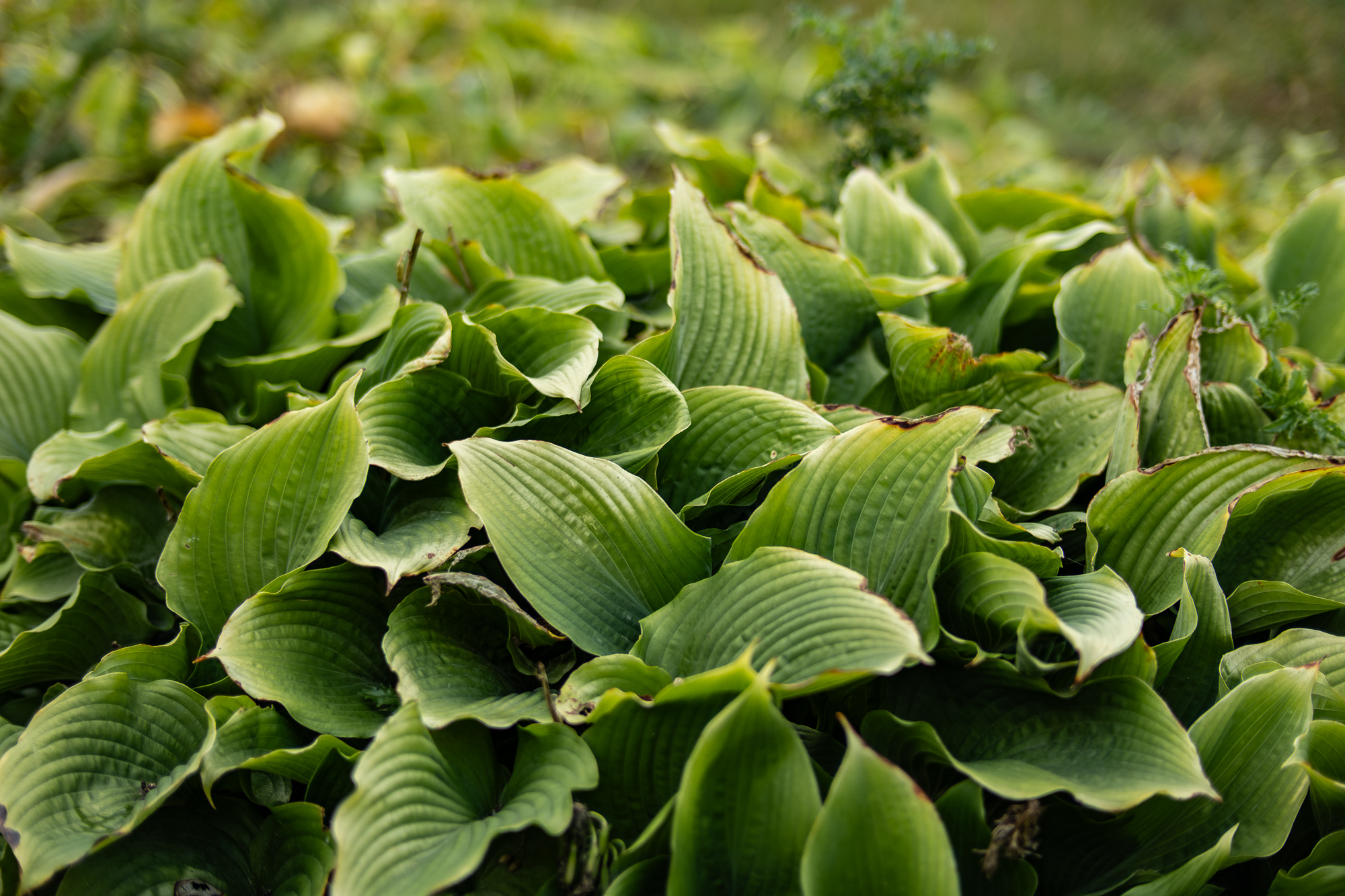 Obiektyw Voigtlander Nokton 50 mm f/1,2 do Fujifilm X