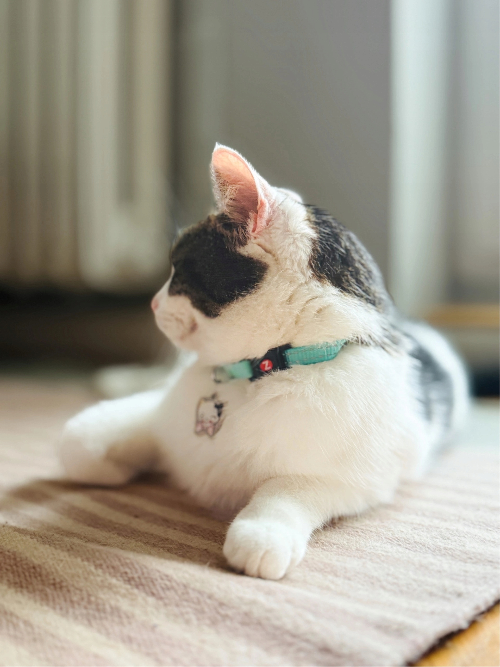 Komfort psychiczny kota – Brak dzwoneczka dla wrażliwych zwierząt