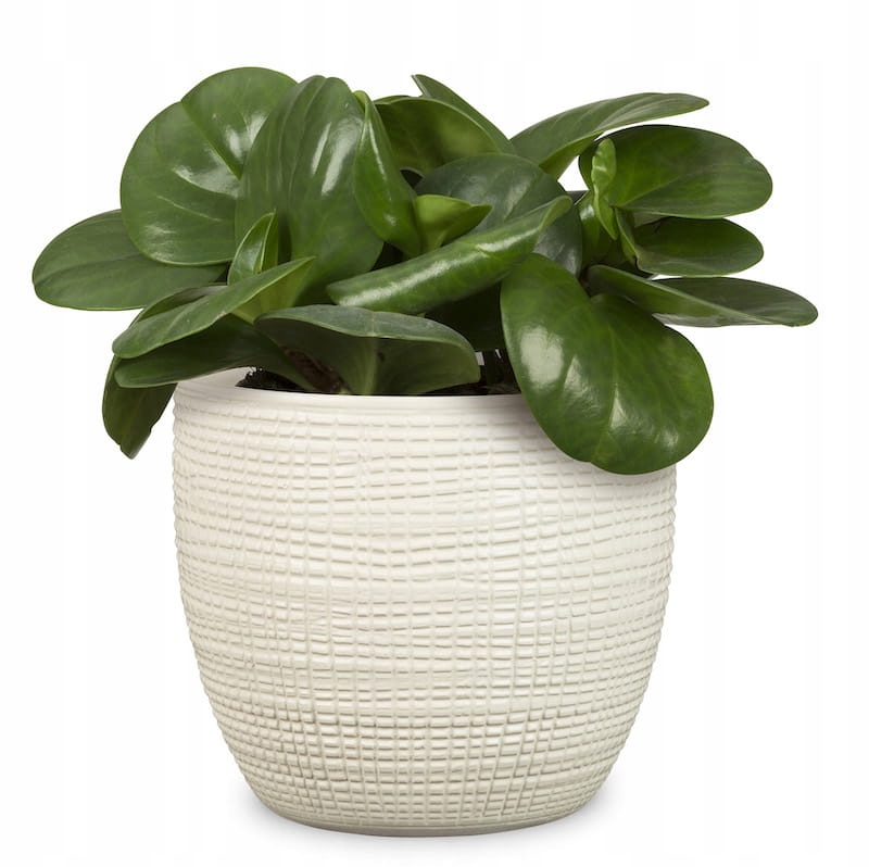 Osłonka ceramiczna FLOWER POT 866/19 VAINILLA D19 – Elegancja w Twoim domu