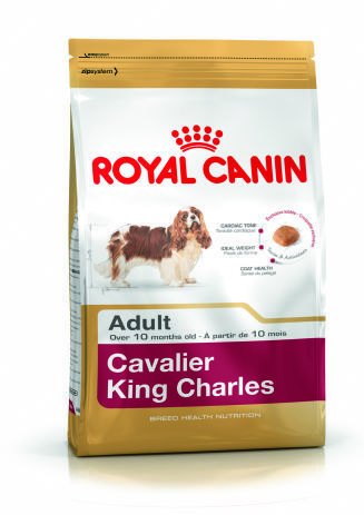 Cavalier King Charles Adult