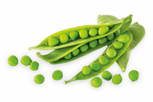 Ikona składnika: Mączka z grochu