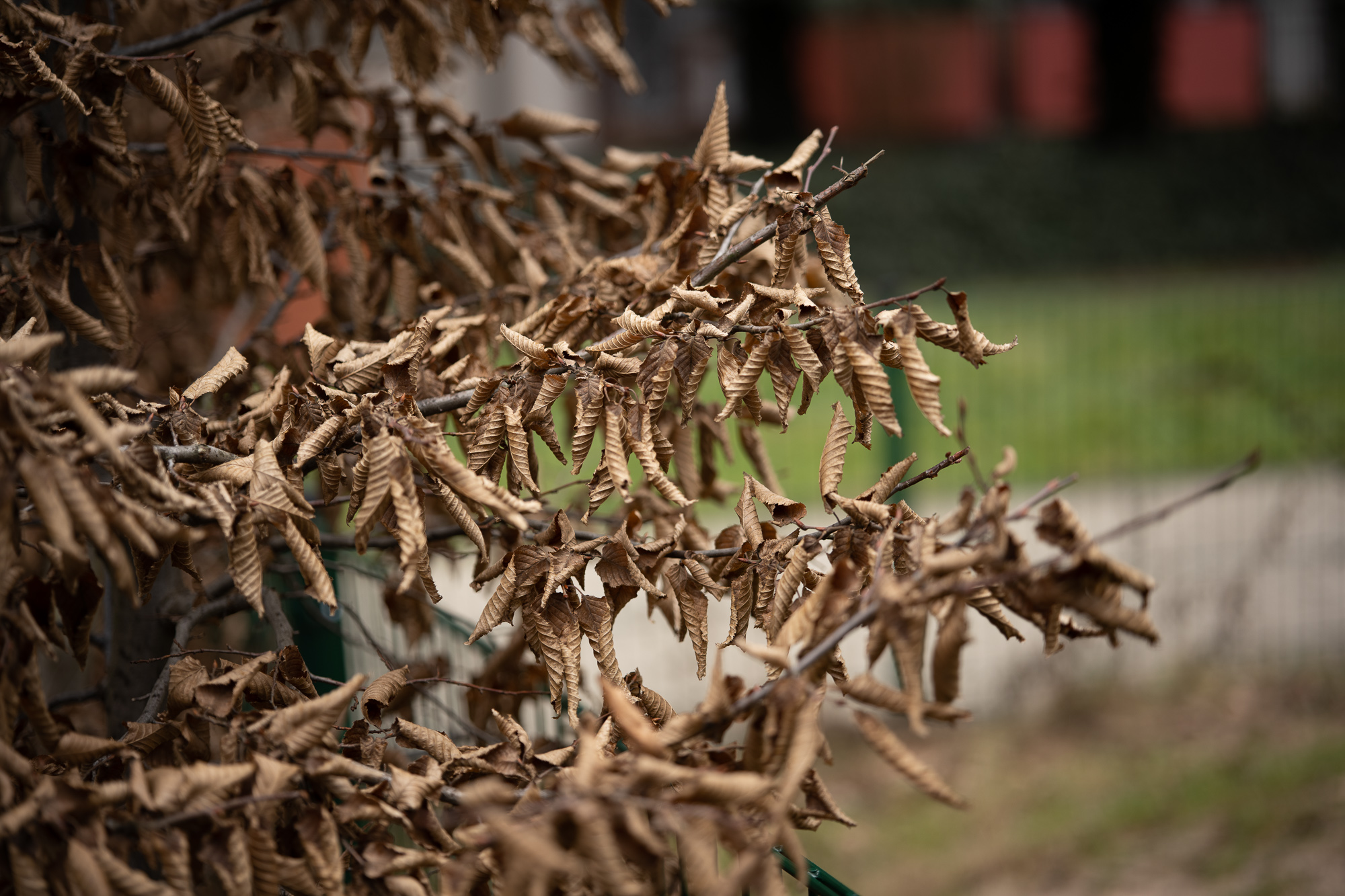 Obiektyw Voigtlander Macro APO Lanthar 65 mm f/2,0 do Nikon Z