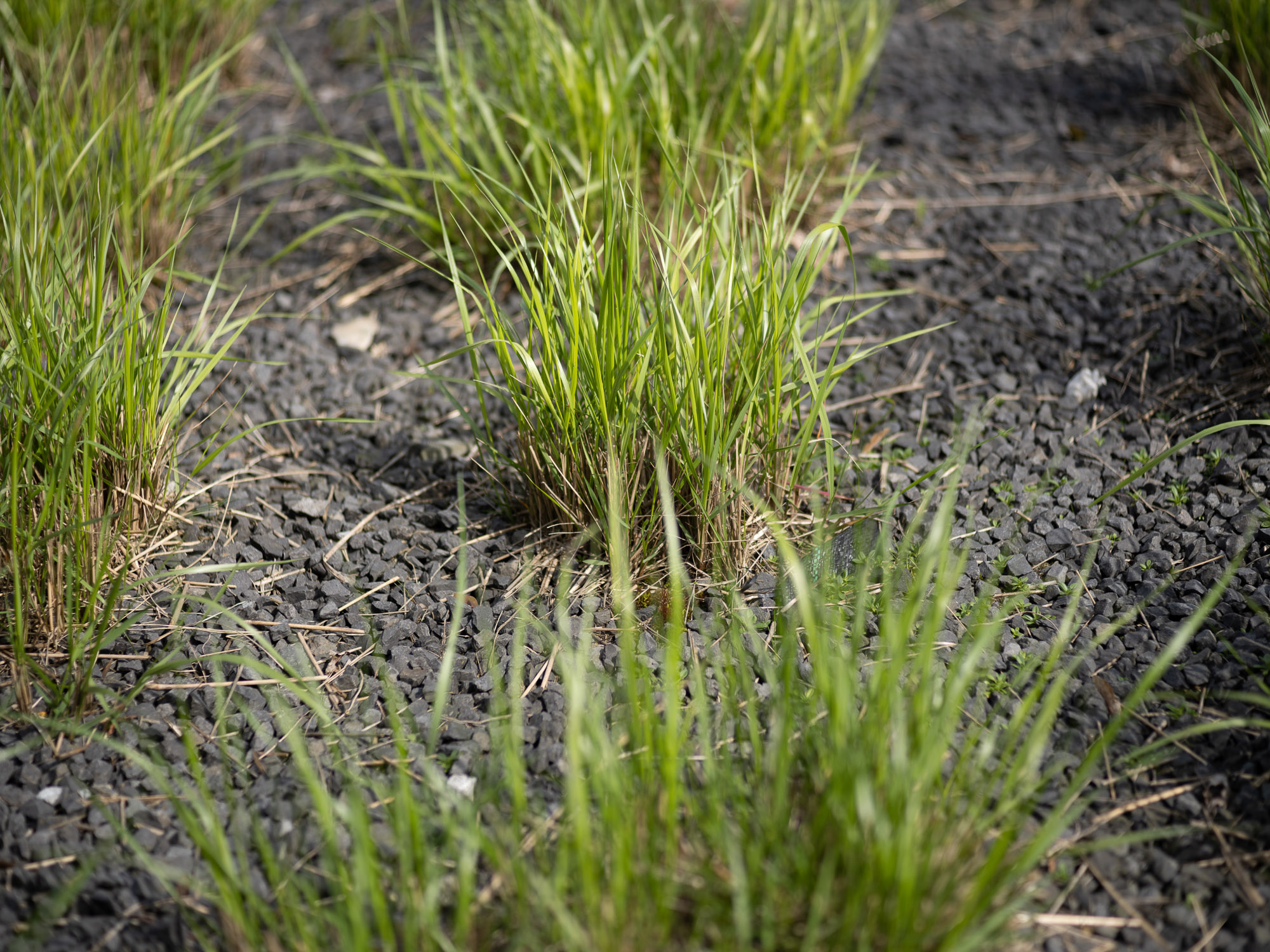 Obiektyw Voigtlander Ultron 75 mm f/1,9 do Leica M - SC