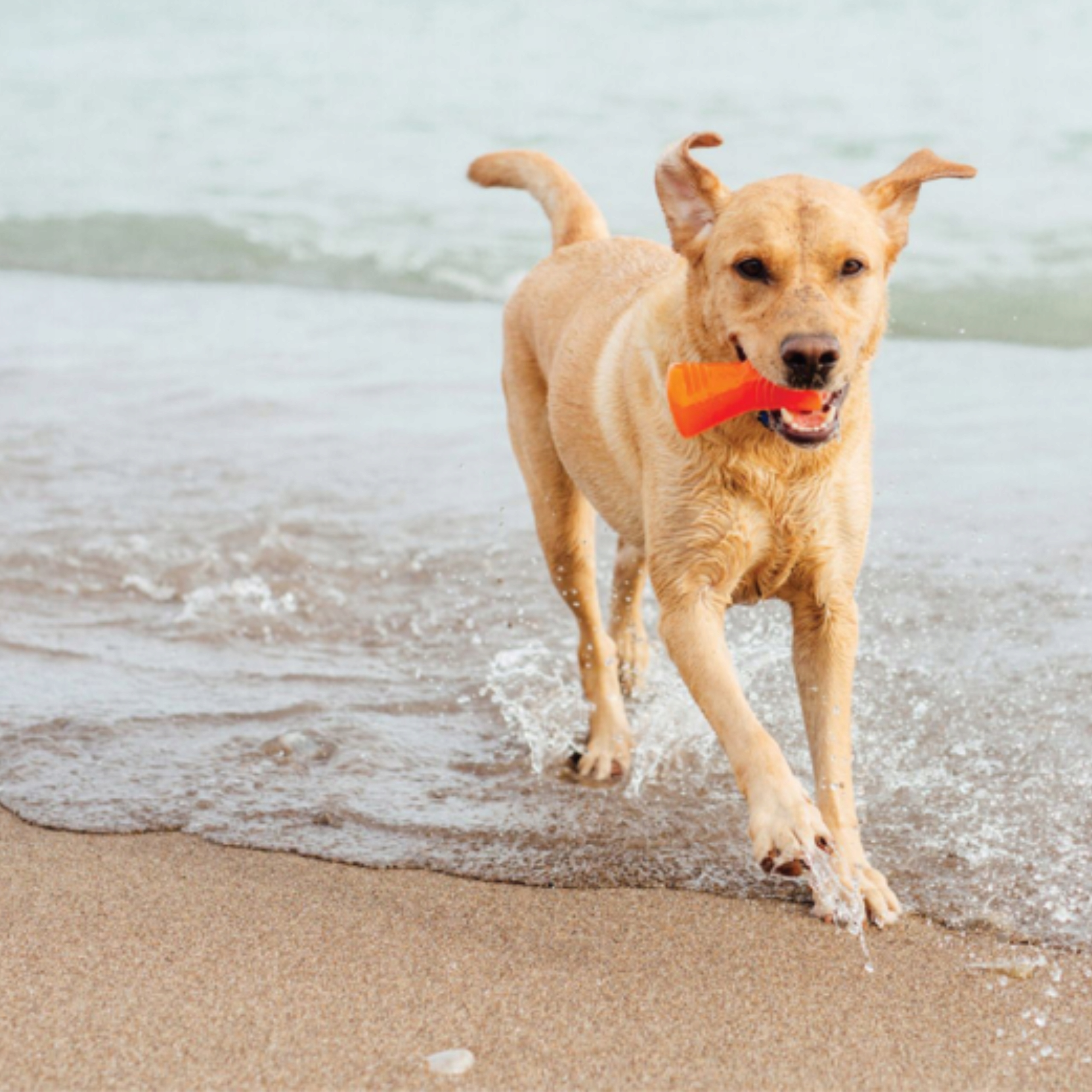 Funkcjonalność i wszechstronność – gryzak do zabawy w wodzie i na lądzie