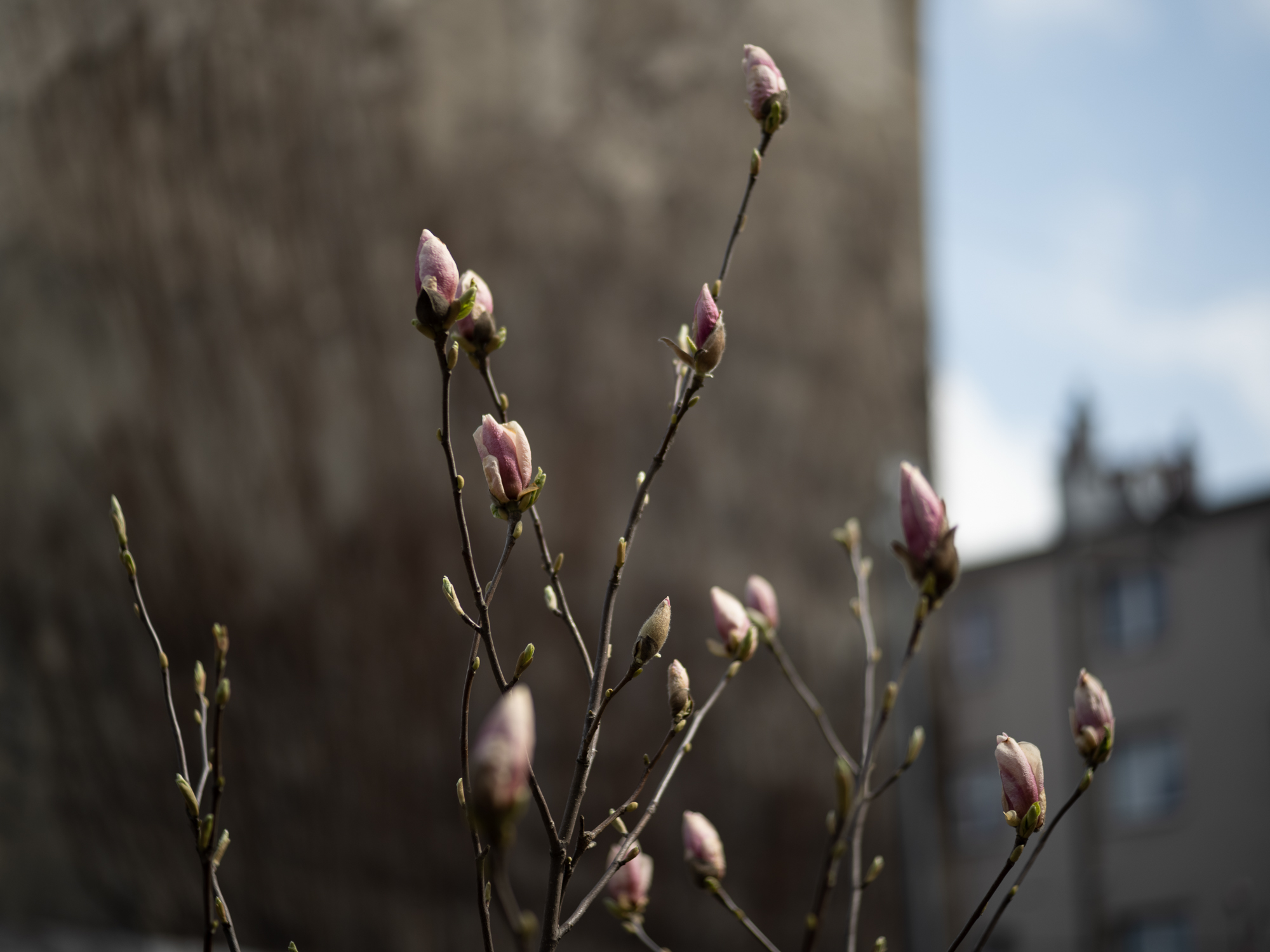 Obiektyw Voigtlander Ultron 75 mm f/1,9 do Leica M - SC