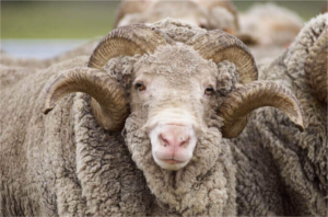 Buff Merino Wool